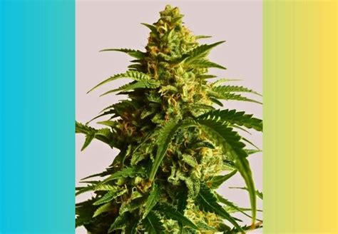Lemon OG Haze Marijuana Strain Information & Reviews .